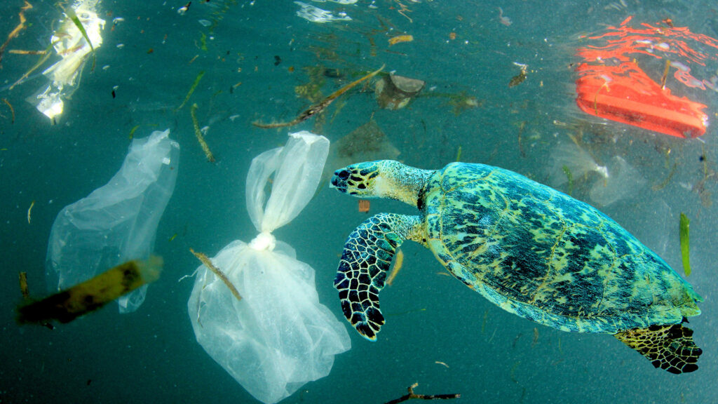 The new innovations which can help clean up our oceans for good.